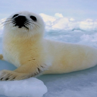 Baby Harp Seal