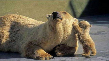 Please Mom - ice, polar bear, begging, cub