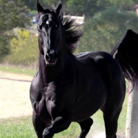 Black Horse In A Field