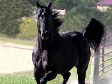 Black Horse In A Field - nature, horses, ponies, black horse, mare, stallion, animals