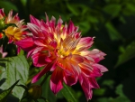 *** Dahlias ***