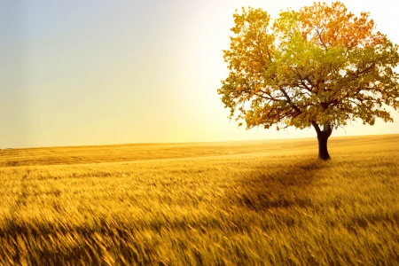 Field - field, nature, tree, autumn