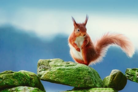 Cute squirrel - animal, protein, stone, squirrel