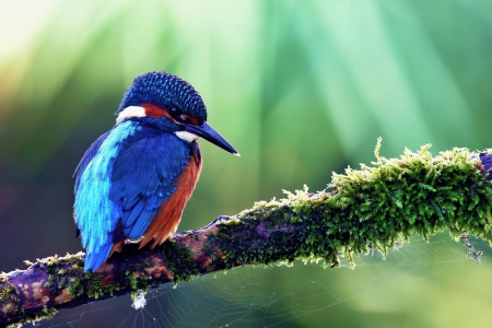 Bird - tree, nature, bird, blue