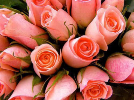 Pink Roses - Lovey, Pretty, Cool, Pink, Nice