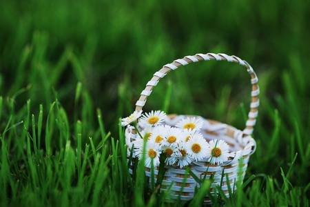 Daisies - basket, daisies, grass, flower