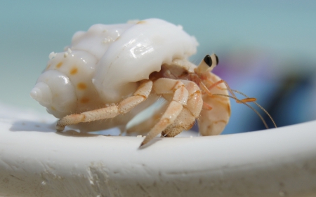 A beautiful home for a little creature - shell, white, crab, animal, blue, cute, little