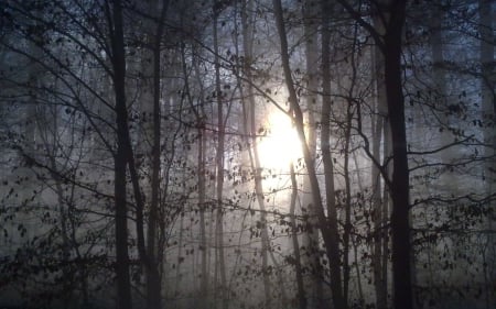 Forest fog at sunrise - morning, fog, forest, sun