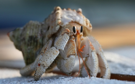 Hiding - shell, crab, animal, hiding, cute