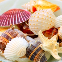 Shells