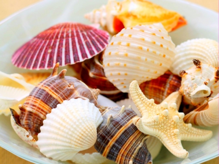 Shells - others, sea, nice, shells