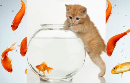 Kitten in aquarium... Hmm...Fish in aquarium... - animal, water, cat, collage, kitten, fish, orange, aquarium, cehenot, ginger