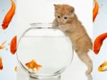 Kitten in aquarium... Hmm...Fish in aquarium...