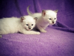 *** Lovely kittens ***