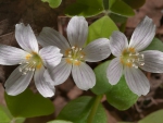 *** White flowers ***