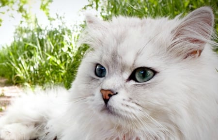 Beauty - white, animal, beauty, cat, fur, blue eyes, green, grass