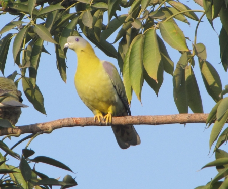 Green Pigeon - reasting, green, nice, pigeon