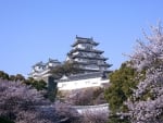 *** JAPAN - Sakura ***