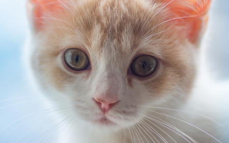 Hannah - ben torode, cat, adorable, hannah, kitten, white, pink, animal, orange, cute