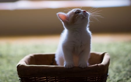 Cute Hannah - pink, cute, sweet, cat, ben torode, adorable, white, kitty, little, kitten, small, basket