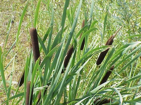 Typha - nature, grass, typha, flower