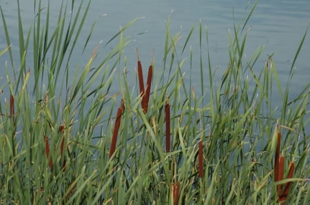 Typha - nature, grass, typha, flower