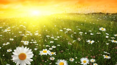 *** Meadow and sunny day *** - nature, day, sunny, flowers, meadow