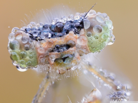 COOL WET INSECT - photos, water, crystals, drops, wet, cool, bug, nature, fly, rain, macro, insect, close up