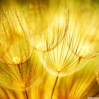 GOLDEN FLUFF SUNSHINE