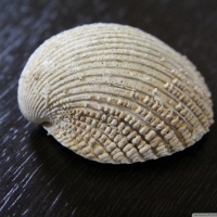 CONCHIGLIA SHELL