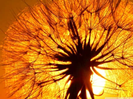 SUNLIGHT THROUGH A SEED HEAD - close up, sunlight, seeds, photos, weeds, cool, macro, orange, flowers, sunrise, grass