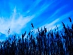 water reeds under beautiful blue sky