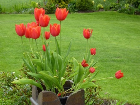 Tulips In Chimney Pot