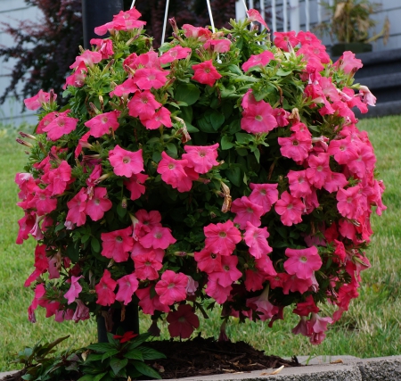 Pretty Flowers - beautiful flowers, pink flowers, Pretty Flowers, red flowers