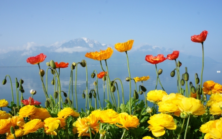 *** Incredibly beautiful mountain views *** - sky, mountains, flowers, nature, blue