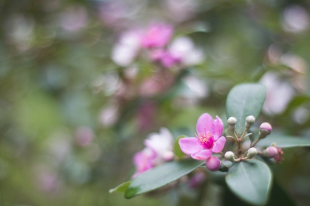 *** Pink flowers and buds *** - nature, buds, flowers, flower