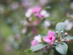 *** Pink flowers and buds ***