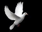 White Dove