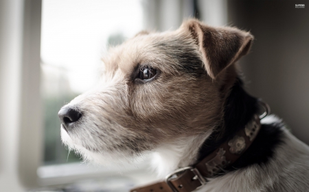 Parson Russell Terrier - pet, animal, cute, collar, dog, Parson Russell Terrier