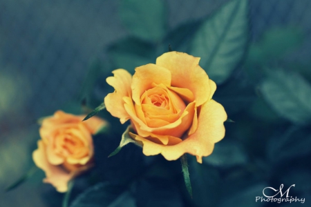 Roses - flowers, yellow, roses, nature