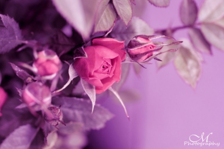 Pink Roses - roses, flowers, nature, pink