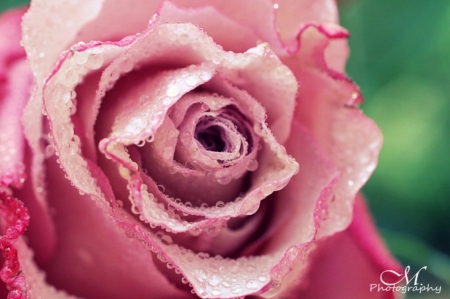 Amazing - nature, rose, flower, pink