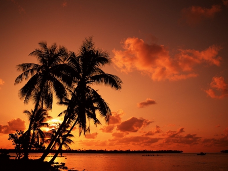 Sunset at the Beach - clouds, palms, sea, sun, sky