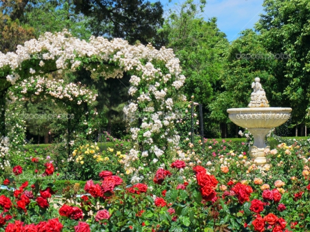 Rose garden and fountain - roses, flowers, fountain, garden