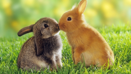 two Rabbits In Love - rodents, beautiful, rabbits, love, nature, hd