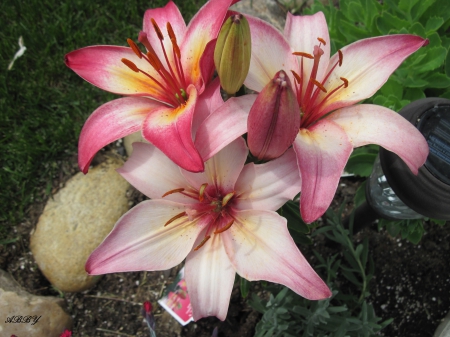 Lilies on my Acres - lilies, yellow, pink, photography, flowers