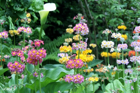 Victoria Flowers - uellow, white, Flowers, green, photography