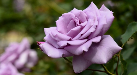 * Soft purple rose * - purple, soft, petals, tender, rose, flower