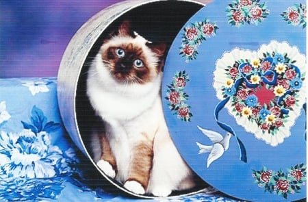 Birman seal point kitten - Siamese, heart, kitten, cute, paws, hat box