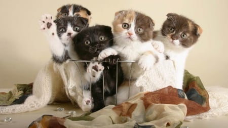 Five scottish fold kittens